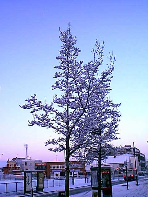 City Centre Tree