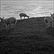 The sheep at Rhossili (FE2 50/1.8 ADOX CHM 125, shot at 400)