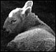 The sheep at Rhossili (FE2 50/1.8 ADOX CHM 125, shot at 400)